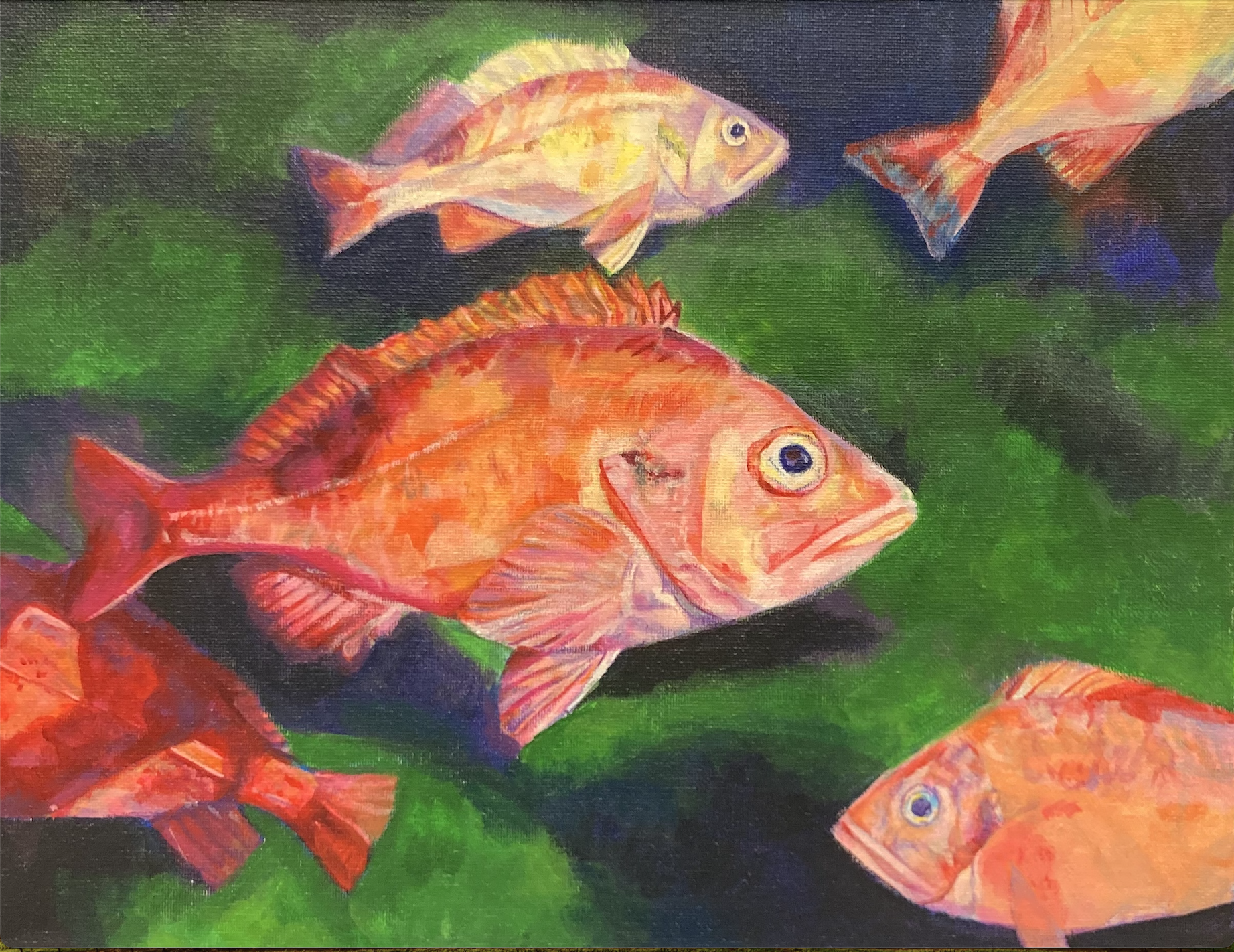 Acadian Red Fish